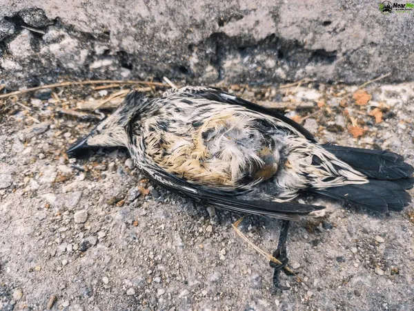 Dead Bird Removal Perwillowen