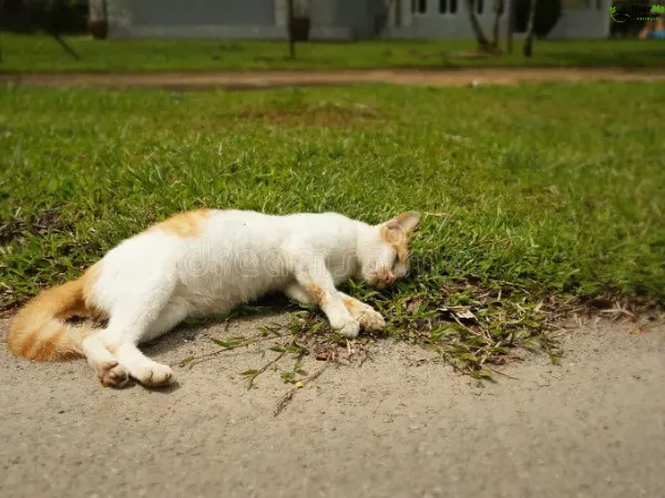 Dead Cat Removal Perwillowen