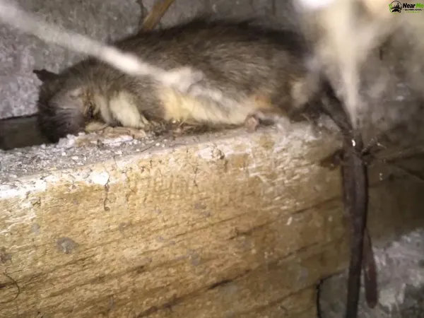 Dead Rat Removal Perwillowen